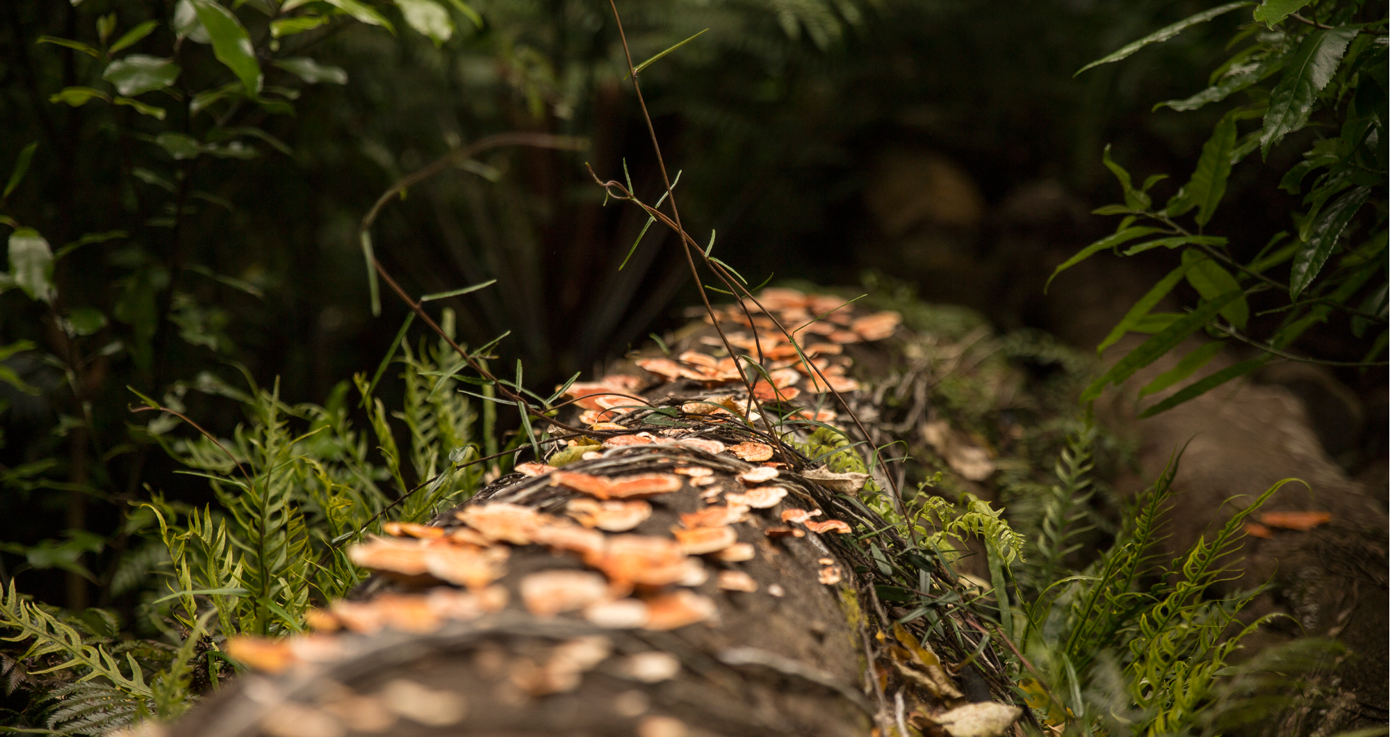 Badaro Beautiful Hair